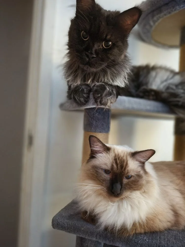 Two cats on a cat tree